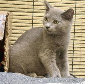 Cedar -  Domestic Short Hair Cat for Adoption in Vero Beach, Florida - Cedar | PetCurious