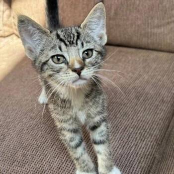 Tom Petty* -  Domestic Short Hair Cat Available for Adoption in Voorhees Township, New Jersey - Tom Petty* | PetCurious