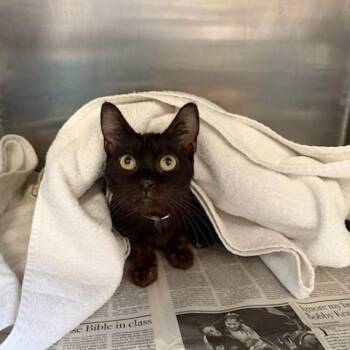 Domestic Short Hair Cats Available for Adoption in Hawthorne, California - Gouda | PetCurious