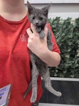 Cloud -  Domestic Short Hair Cat for Adoption in West Chester, Pennsylvania - Cloud | PetCurious