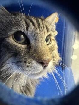 Waffle -  Domestic Long Hair and Domestic Short Hair Cat for Adoption in Missoula, Montana - Waffle | PetCurious