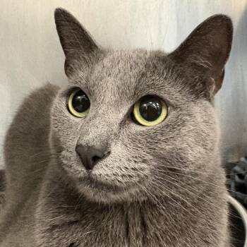 Grey Moon -  Domestic Short Hair Cat for Adoption in Brockton, Massachusetts - Grey Moon | PetCurious