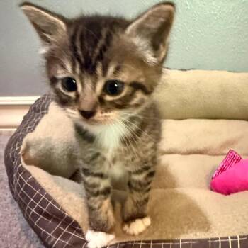 Cammy -  Domestic Short Hair Cat for Adoption in Redmond, Washington - Cammy | PetCurious