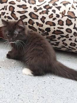 Tux (93045) -  Domestic Medium Hair and Tuxedo Cat for Adoption in St. George, Utah - Tux (93045) | PetCurious