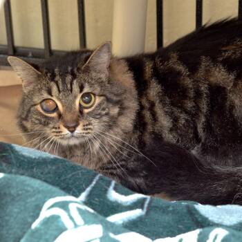 Domestic Medium Hair and Tiger Cats Available for Adoption in Sanford, Florida - Lilly | PetCurious
