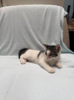 Pepper -  Domestic Short Hair Cat for Adoption in Oceanside, California - Pepper | PetCurious