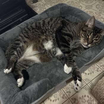 Domestic Short Hair Cats Available for Adoption - Louie | PetCurious