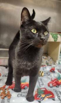 Domestic Short Hair Cats Available for Adoption in Clayton, New Jersey - Salem | PetCurious