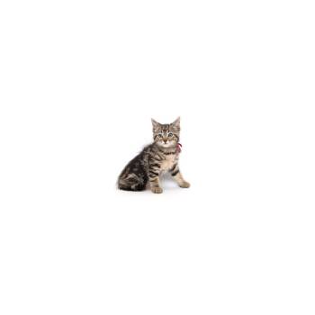 Gala -  Domestic Short Hair Cat for Adoption in Los Angeles, California - Gala | PetCurious