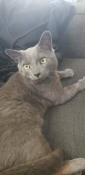 Blue -  Domestic Short Hair Cat for Adoption in Hamilton, Ontario - Blue | PetCurious