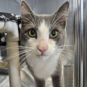 Meowly -  Domestic Short Hair Cat for Adoption in Dover, New Hampshire - Meowly | PetCurious