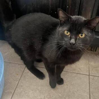 Domestic Short Hair Cats Available for Adoption in Eagle Mountain, Utah - Binx Caywood | PetCurious