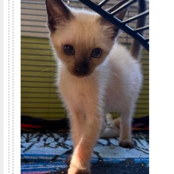 Electric Mayhem -  Domestic Short Hair Cat for Adoption in Austin, Texas - Electric Mayhem | PetCurious