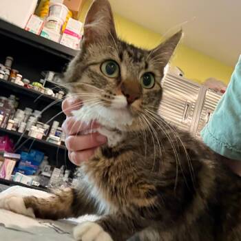 FFS-Stray-94269 -  Domestic Medium Hair Cat for Adoption in West Des Moines, Iowa - FFS-Stray-94269 | PetCurious