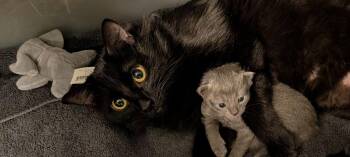 Domestic Long Hair Cats Available for Adoption - Blue Midnight | PetCurious