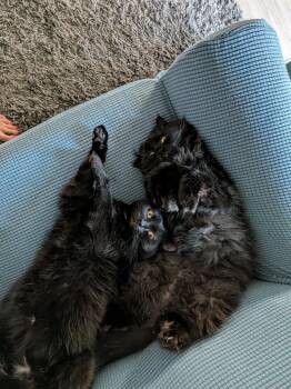 Violet and Gus Gus THE PRETTIEST PERSIANS -  Persian Cat for Adoption in Woodland, California - Violet And Gus Gus THE PRETTIEST PERSIANS | PetCurious