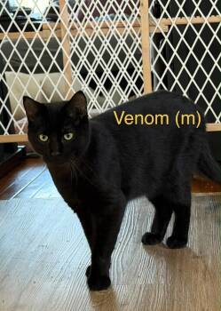 Domestic Short Hair Cats Available for Adoption - Venom | PetCurious