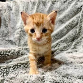 Kermit -  Domestic Short Hair Cat for Adoption in Bentonville, Arkansas - Kermit | PetCurious