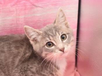 Domestic Short Hair Cats Available for Adoption in Portland, Oregon - Sylvie | PetCurious