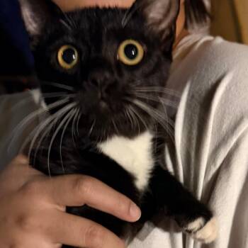 Luna -  Domestic Short Hair Cat for Adoption in Las Vegas, Nevada - Luna | PetCurious