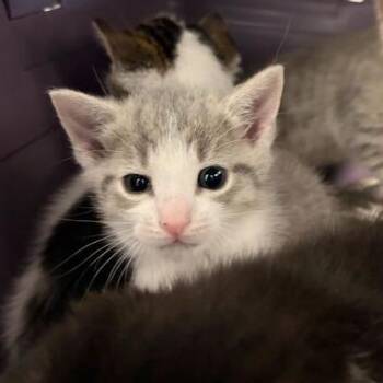 Domestic Short Hair Cats Available for Adoption in Marshall, Virginia - Mickey | PetCurious