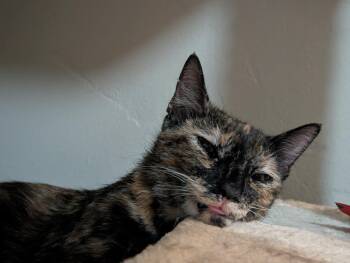 Bethany The Surfer -  Tortoiseshell and Domestic Short Hair Cat for Adoption in Chandler, Arizona - Bethany The Surfer | PetCurious