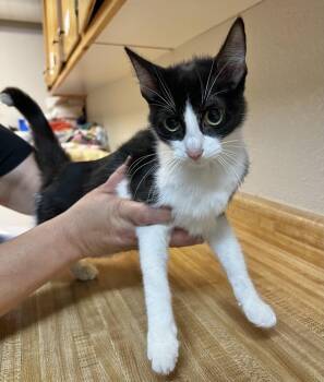 Domestic Short Hair Cats Available for Adoption - Margaret | PetCurious