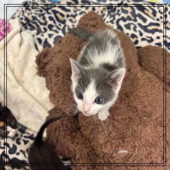 Domestic Short Hair Cats Available for Adoption in Westminster, California - KitchenAid | PetCurious