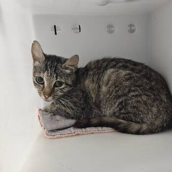 Vinegar -  Domestic Short Hair Cat for Adoption in Ridgely, Maryland - Vinegar | PetCurious