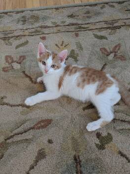 Taffy -  Domestic Short Hair Cat for Adoption in Honeoye, New York - Taffy | PetCurious