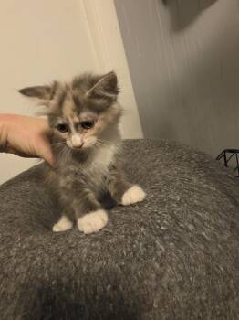 May -  Domestic Medium Hair Cat for Adoption in Metamora, Illinois - May | PetCurious