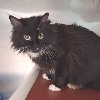 Domestic Medium Hair Cats Available for Adoption - Tina | PetCurious
