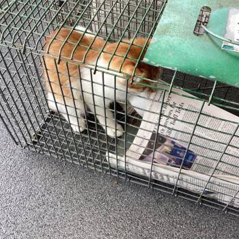 Purter 9 -  Domestic Short Hair Cat for Adoption in Montgomery, Alabama - Purter 9 | PetCurious