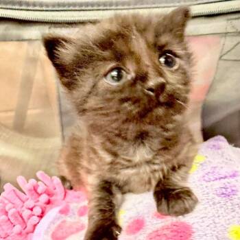 Domestic Short Hair Cats Available for Adoption - Spooky | PetCurious