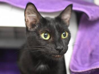 Domestic Short Hair Cats Available for Adoption in Portland, Oregon - Jobaria | PetCurious
