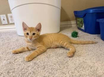 Margo W -  Domestic Short Hair and Tabby Cat for Adoption in Rosenberg, Texas - Margo W | PetCurious
