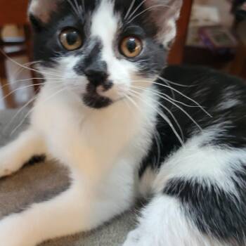 Clementine 22784 -  Domestic Short Hair Cat for Adoption in Minneapolis, Minnesota - Clementine 22784 | PetCurious