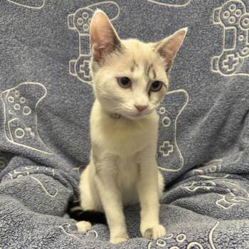 Brooch -  Domestic Short Hair Cat for Adoption in Hawthorne, California - Brooch | PetCurious