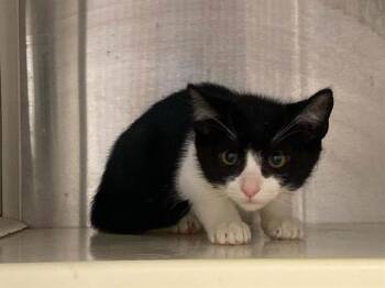 GEENA -  Domestic Short Hair Cat for Adoption in Tustin, California - GEENA | PetCurious