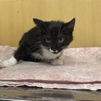 Sweet Whiskers -  Domestic Short Hair Cat for Adoption in Brentwood, Missouri - Sweet Whiskers | PetCurious
