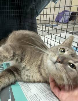 Domestic Short Hair Cats Available for Adoption in Telford, Pennsylvania - Shay | PetCurious
