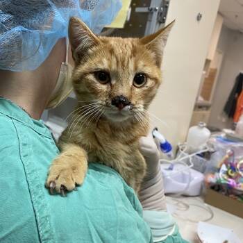 Rescue Domestic Short Hair Cats for Adoption in Westminster, California - WAGS-Stray-20270 | PetCurious