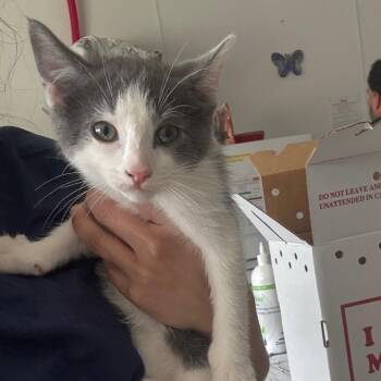 Jelly -  Domestic Short Hair Cat for Adoption in Newark, New Jersey - Jelly | PetCurious