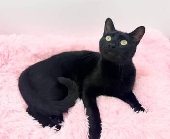 Cornelius Jay Hawkins -  Domestic Short Hair Cat for Adoption in Covington, Louisiana - Cornelius Jay Hawkins | PetCurious