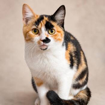 Lorelei -  Domestic Short Hair Cat for Adoption in Rixeyville, Virginia - Lorelei | PetCurious