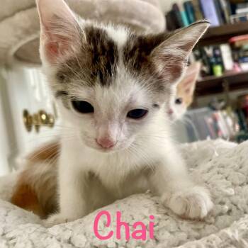 Chai -  Domestic Short Hair Cat for Adoption in Reston, Virginia - Chai | PetCurious