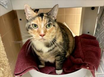 BUTTERBALL -  Domestic Short Hair Cat for Adoption in Santa Fe, New Mexico - BUTTERBALL | PetCurious