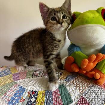Brooklyn 26-890 -  Domestic Short Hair Cat for Adoption in Georgetown, Kentucky - Brooklyn 26-890 | PetCurious
