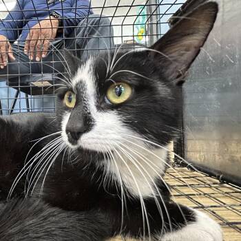 Domestic Short Hair Cats Available for Adoption in Newark, New Jersey - AHNJ-Stray-46450 | PetCurious