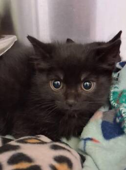 Smore -  Domestic Short Hair Cat for Adoption in Dickson, Tennessee - Smore | PetCurious